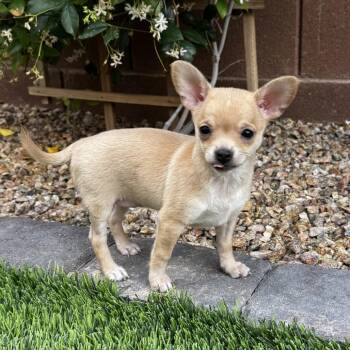 Chihuahua Dogs Available for Adoption in Las Vegas, Nevada - Pinky | PetCurious