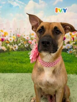 German Shepherd Dog Dogs Available for Adoption in Flint, Michigan - Ivy | PetCurious