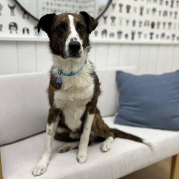 Border Collie Dogs Available for Adoption - Billy | PetCurious