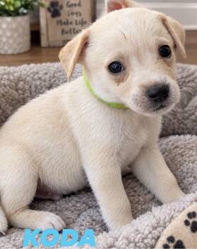 Koda -  Chihuahua and Jack Russell Terrier Dog for Adoption in Mobile, Alabama - Koda | PetCurious
