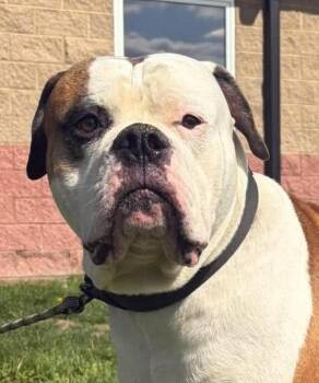 American Bulldog Dogs Available for Adoption in Maryville, Missouri - Creed | PetCurious