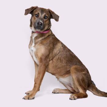 Retriever and Mixed Breed Dogs Available for Adoption - Ocean | PetCurious