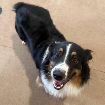 Zoey -  Australian Shepherd Dog for Adoption in Cedaredge, Colorado - Zoey | PetCurious
