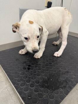 Rescue Labrador Retriever and Mixed Breed Dogs for Adoption in Brunswick, Georgia - OTTER | PetCurious