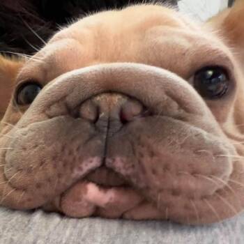 Raina -  French Bulldog Dog for Adoption in Huber Heights, Ohio - Raina | PetCurious