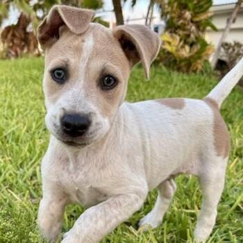 Terrier Dogs Available for Adoption in Palm Harbor, Florida - Kenalee | PetCurious