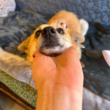 Golden 13970 -  Terrier and Pomeranian Dog for Adoption in San Francisco, California - Golden 13970 | PetCurious