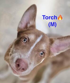Rescue Husky Dogs for Adoption in Orlando, Florida - Torch | PetCurious