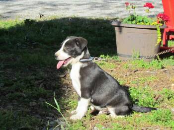Feist and Mixed Breed Dogs Available for Adoption in Medfield, Massachusetts - Seth | PetCurious