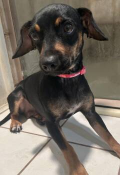 Miniature Pinscher and Chihuahua Dogs Available for Adoption - LISA | PetCurious