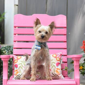 Oppenheimer -  Yorkshire Terrier Dog for Adoption in Wake Forest, North Carolina - Oppenheimer | PetCurious