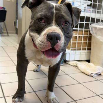TUSC-Stray-85929 -  American Bulldog and Pit Bull Terrier Dog for Adoption in Tuscaloosa, Alabama - TUSC-Stray-85929 | PetCurious