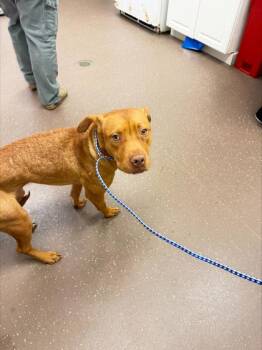 Dil Pickles -  Mixed Breed Dog for Adoption in South Bend, Indiana - Dil Pickles | PetCurious