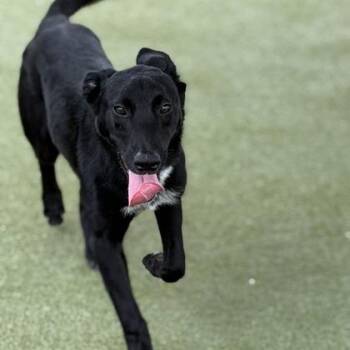 Mixed Breed Dogs Available for Adoption in West Chester, Pennsylvania - Dom | PetCurious