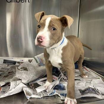 Mixed Breed Dogs Available for Adoption in Knoxville, Tennessee - Gilbert | PetCurious