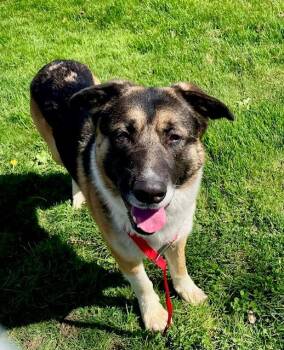 German Shepherd Dog Dogs Available for Adoption in Phoenix, Oregon - Kaleido | PetCurious
