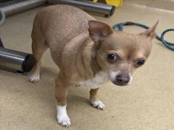 ZAHARA -  Chihuahua Dog for Adoption in Derwood, Maryland - ZAHARA | PetCurious
