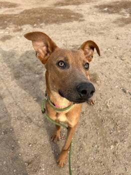 Rescue Mixed Breed Dogs for Adoption in Fort Collins, Colorado - Bookworm | PetCurious