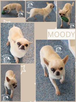 Moody -  Chihuahua and Mixed Breed Dog for Adoption in Kenansville, North Carolina - Moody | PetCurious