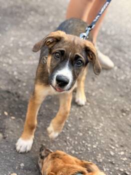 Rescue Shepherd and Hound Dogs for Adoption in Charleston, South Carolina - Jeremiah | PetCurious