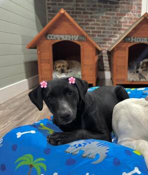 Rescue Black Labrador Retriever Dogs for Adoption in Brenham, Texas - Clover | PetCurious