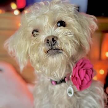 Maltese and Poodle Dogs Available for Adoption in Santa Monica, California - Tali | PetCurious