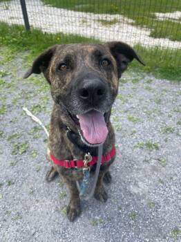 Rescue German Shepherd Dog Dogs for Adoption in Jackson Township, New Jersey - Jefe | PetCurious