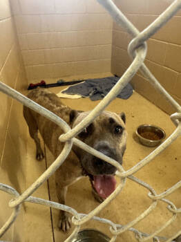 Rescue Mixed Breed Dogs for Adoption in Port St. Joe, Florida - Leela | PetCurious