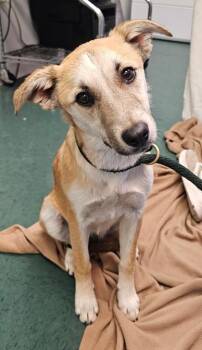 Mixed Breed Dogs Available for Adoption - Shibuya | PetCurious