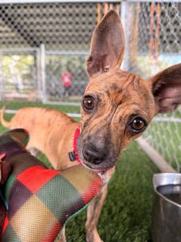 Mixed Breed and Chihuahua Dogs Available for Adoption in New York, New York - Ali | PetCurious