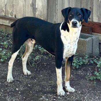 Splotch -  Beagle and Mixed Breed Dog for Adoption in Flagstaff, Arizona - Splotch | PetCurious