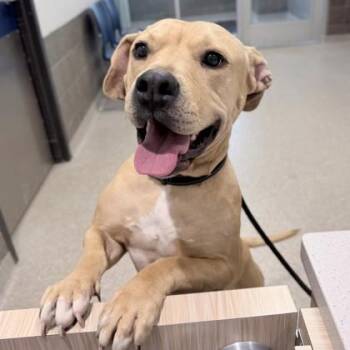 Juice -  Pit Bull Terrier and Mixed Breed Dog for Adoption in Wheaton, Illinois - Juice | PetCurious