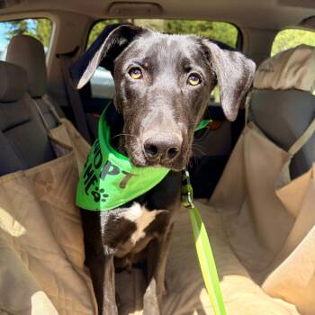 Squirtle -  Mixed Breed Dog for Adoption in Hailey, Idaho - Squirtle | PetCurious