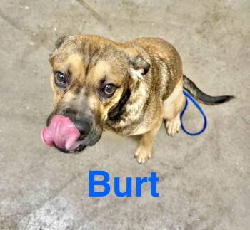 Rescue Australian Cattle Dog Blue Heeler and Cattle Dog Dogs for Adoption in Austin, Texas - Burt | PetCurious
