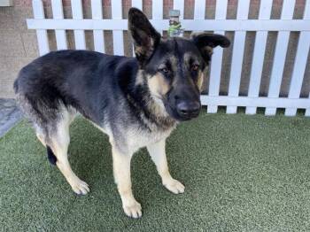 German Shepherd Dog Dogs Available for Adoption in Modesto, California - A609811 | PetCurious
