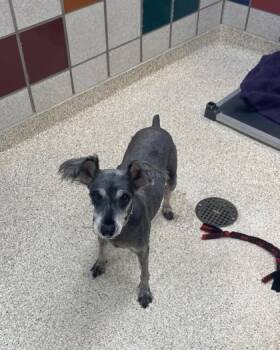 Rescue Shih Tzu and Mixed Breed Dogs for Adoption in Houston, Texas - Anabeth | PetCurious