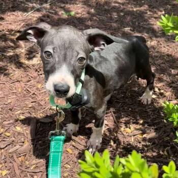 Dolly Parton -  Mixed Breed Dog for Adoption in Baldwin, Maryland - Dolly Parton | PetCurious