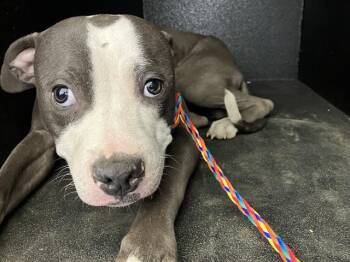 SMILEY -  Pit Bull Terrier Dog for Adoption in Camarillo, California - SMILEY | PetCurious