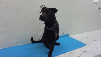 Labrador Retriever and Mixed Breed Dogs Available for Adoption in Houston, Texas - ROMAN | PetCurious