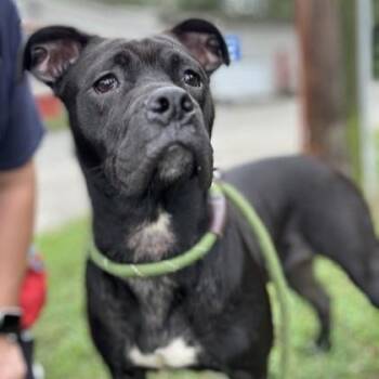 Rescue Pit Bull Terrier Dogs for Adoption in Phoenixville, Pennsylvania - Milly | PetCurious
