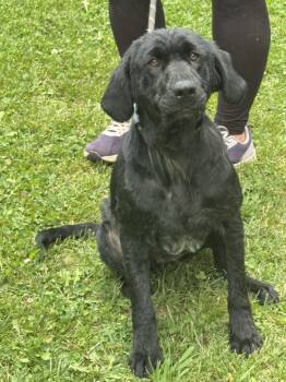 Henrietta Hippo -  Black Labrador Retriever Dog for Adoption in Meherrin, Virginia - Henrietta Hippo | PetCurious