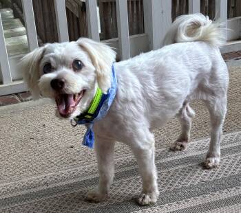 Rescue Shih Tzu and Maltese Dogs for Adoption in Mooresville, North Carolina - Patches | PetCurious