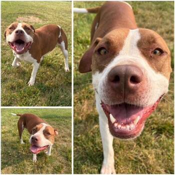 LEGACY -  Pit Bull Terrier Dog for Adoption in Fort Wayne, Indiana - LEGACY | PetCurious