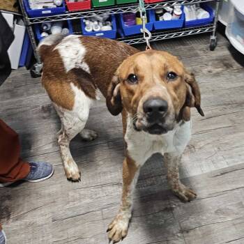 Rescue Coonhound Dogs for Adoption in Jefferson City, Tennessee - Dugger | PetCurious