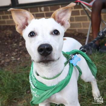 Leo Dan -  Shepherd and Retriever Dog for Adoption in Washington, District Of Columbia - Leo Dan | PetCurious