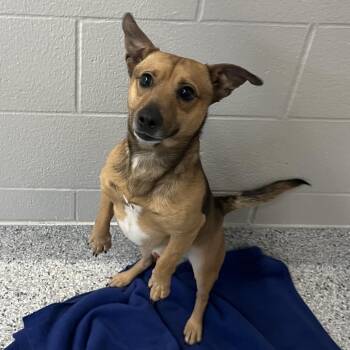 Jack Russell Terrier Dogs Available for Adoption in Fort Wayne, Indiana - Jax | PetCurious