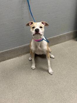 STORMIE -  Pit Bull Terrier Dog for Adoption in Las Vegas, Nevada - STORMIE | PetCurious
