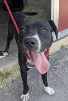 Bennimaru -  Pit Bull Terrier and Mixed Breed Dog for Adoption in Atlanta, Georgia - Bennimaru | PetCurious