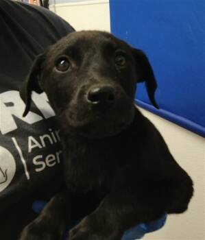 Labrador Retriever and Mixed Breed Dogs Available for Adoption in Albuquerque, New Mexico - NONO | PetCurious