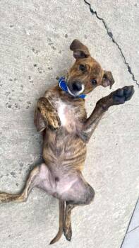 Trap -  Mixed Breed Dog for Adoption in Valley Stream, New York - Trap | PetCurious